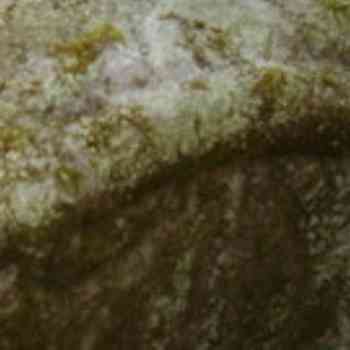 Click para ampliar. Pulsa en el nombre para ver la ficha. Tronco da serpe